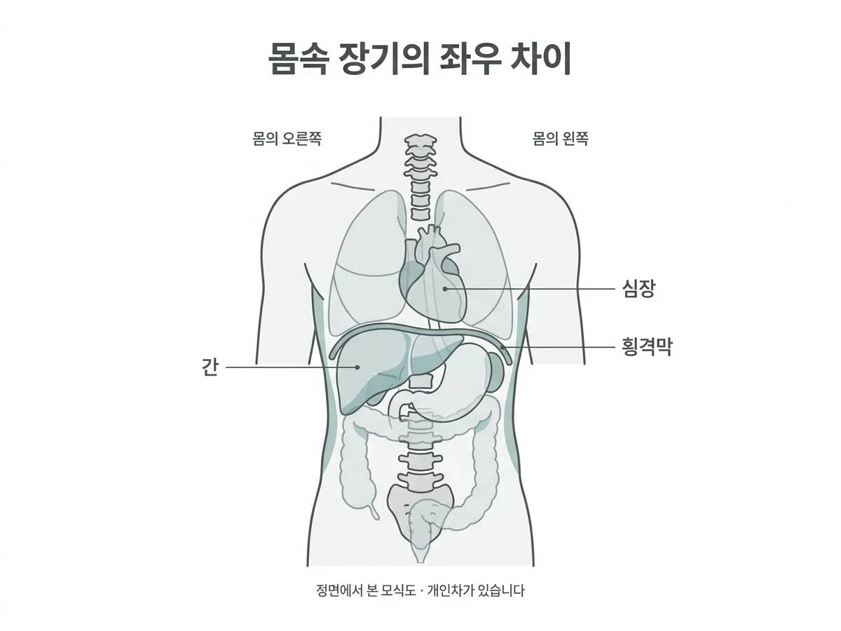 정면에서 본 간과 심장, 횡격막의 위치를 나타낸 모식도